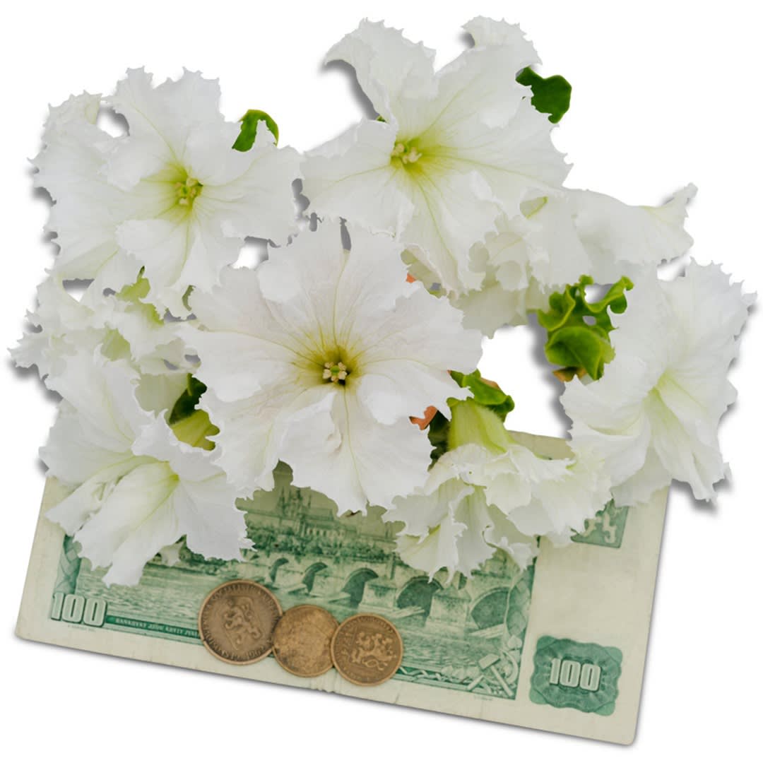 Lace Veil Petunia Seeds | Baker Creek Heirloom Seeds