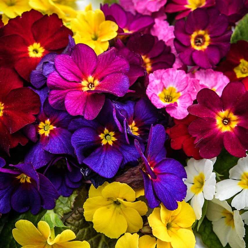 Wanda Mixed Colors Primrose Seeds | Baker Creek Seeds