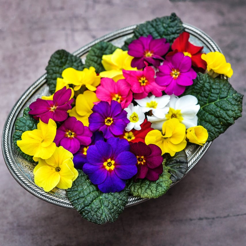 【まさぷり】EMONDA （おまけ多数） Wanda Mixed Colors Primrose Seeds | Baker Creek Seeds