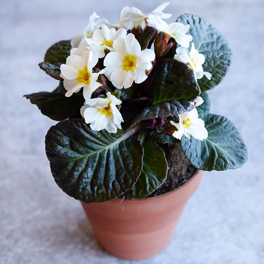 【まさぷり】EMONDA （おまけ多数） Wanda Mixed Colors Primrose Seeds | Baker Creek Seeds