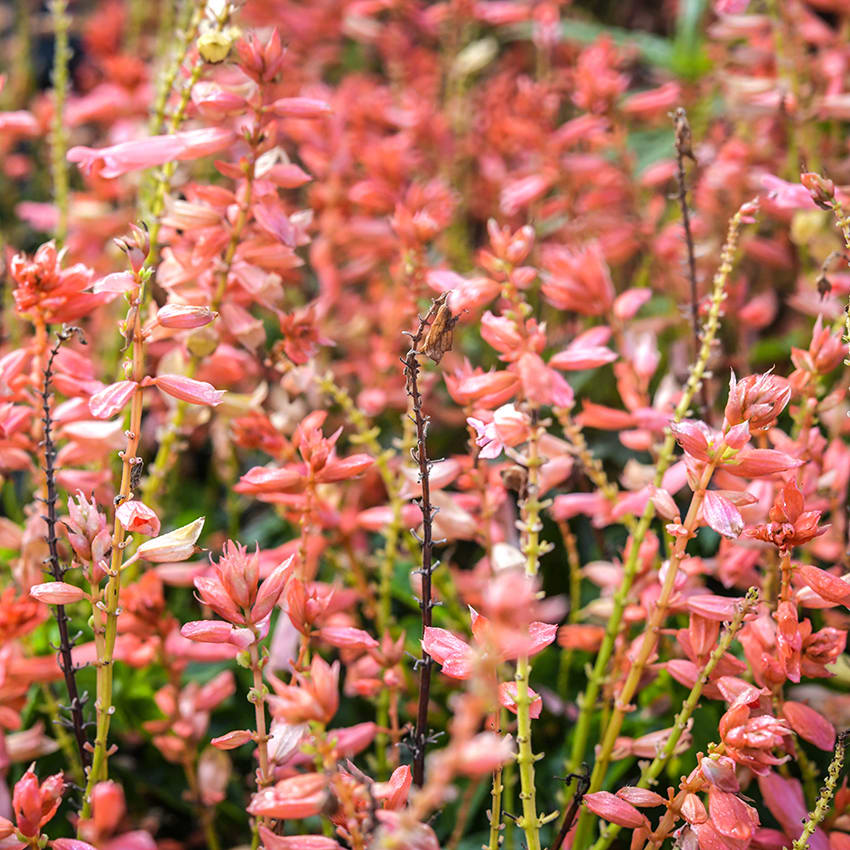 Amore Salmon Salvia Seeds | Baker Creek Heirloom Seeds