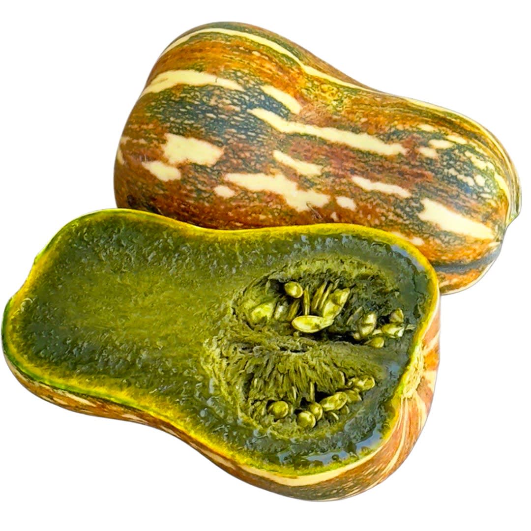 squash_winter_ayote_green_fles