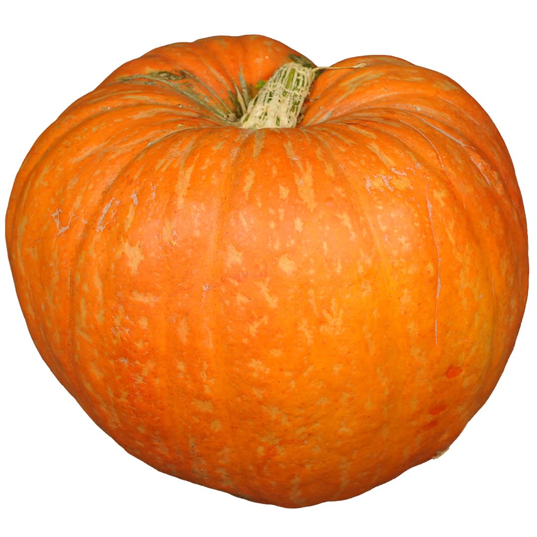 Big Max Pumpkin Squash Seeds | Baker Creek Heirloom Seeds