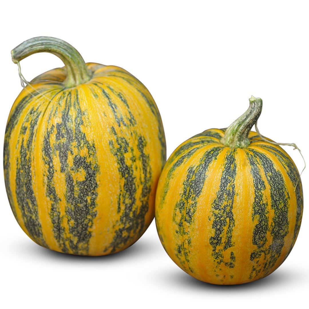 Lady Godiva Squash Seeds | Baker Creek Heirloom Seeds