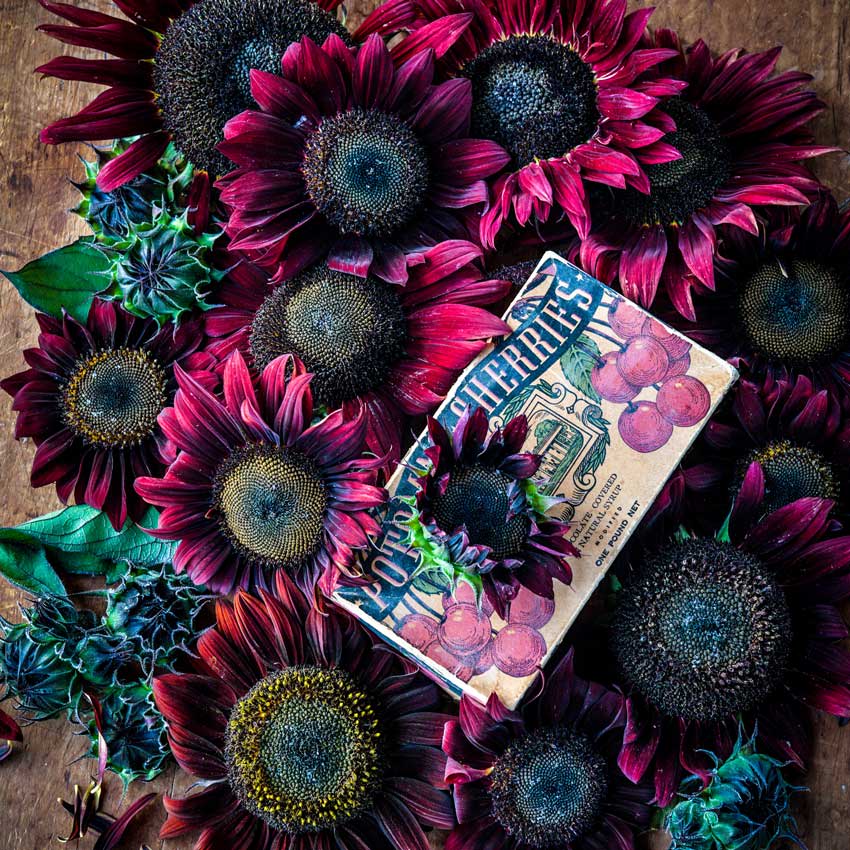 Semi Di Girasole 'Chocolate Cherry' – Biologici, Non OGM – Rari
