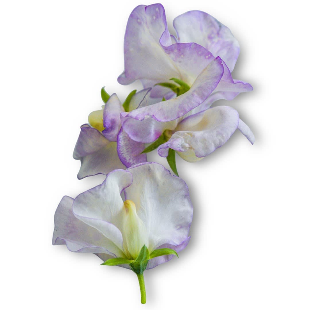 Sweet Pea Seeds, High Scent