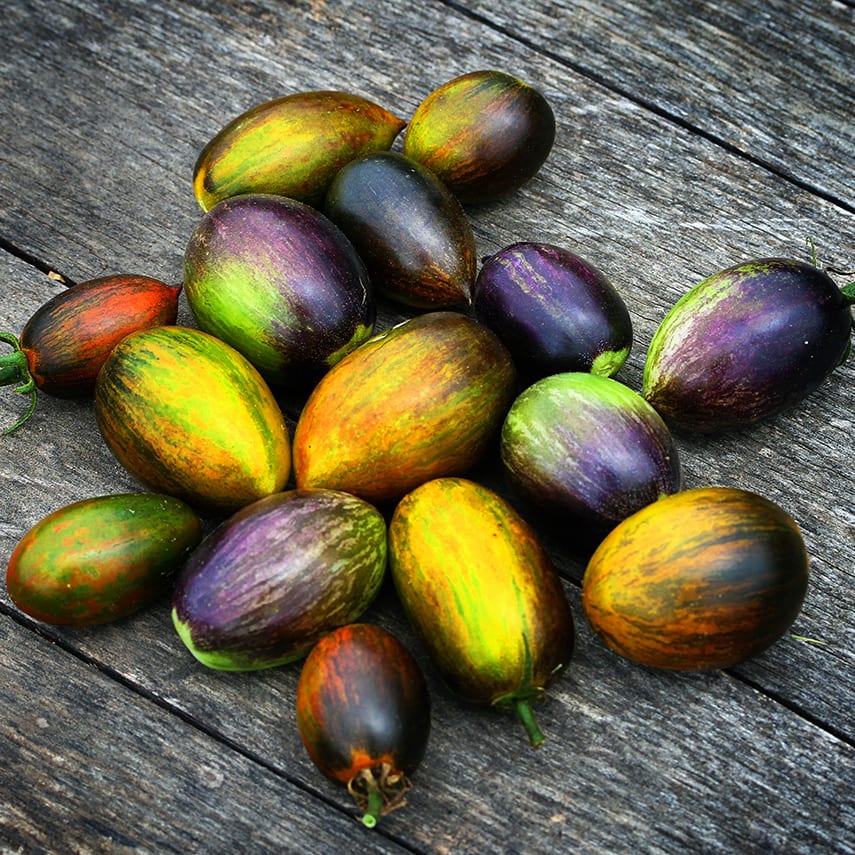 thumbnail image 2 of 100 Brad's Atomic Grape Tomato Seeds - Rare Heirloom, Multicolor, Sweet, 2025 Harvest 2 of 5