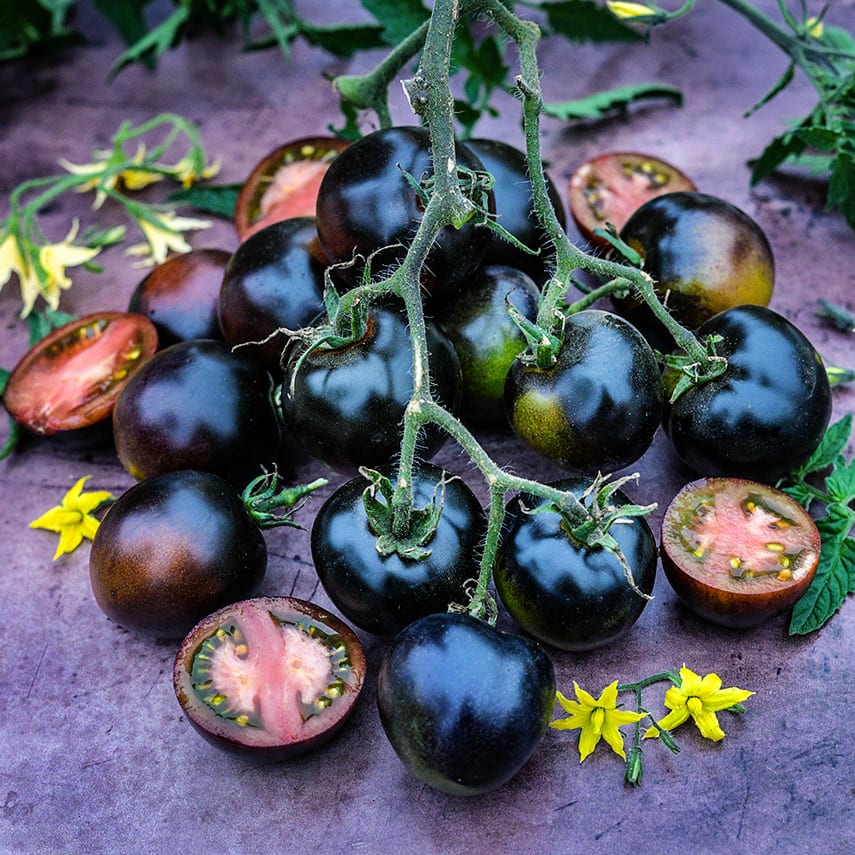 Tomato Seeds, Indigo Blue Chocolate