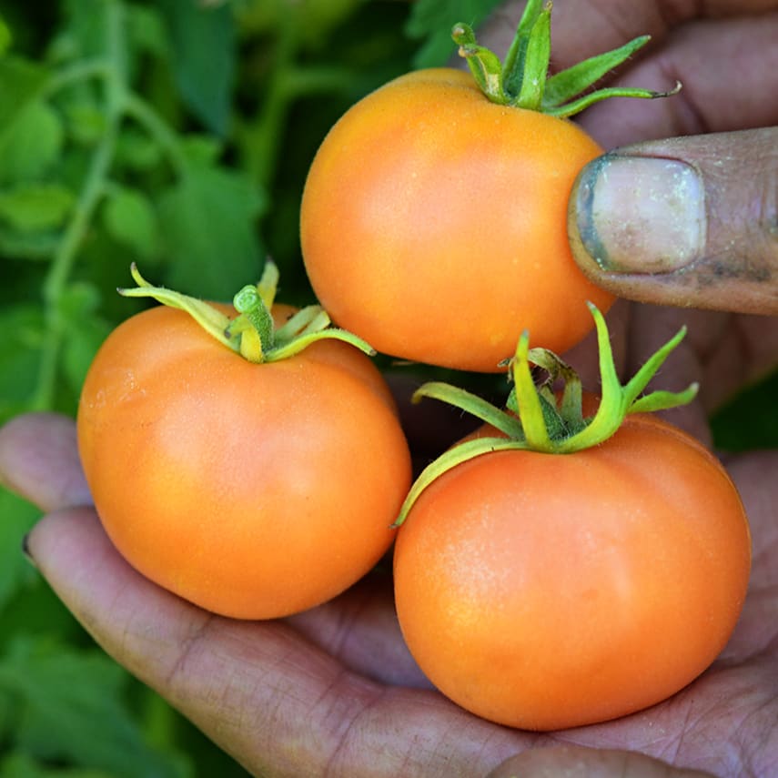 Orange Peach Tomato Seeds | Baker Creek Heirloom Seeds