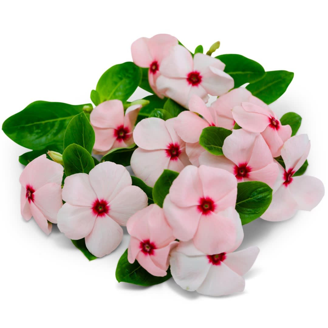 Apricot Heatwave Series Vinca Seeds | RareSeeds.com