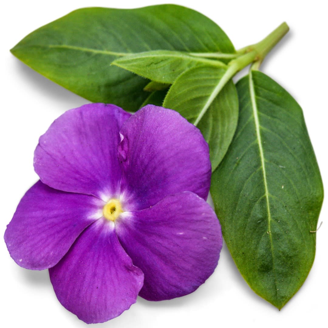 Heatwave Blue with Eye Vinca Seeds | RareSeeds.com