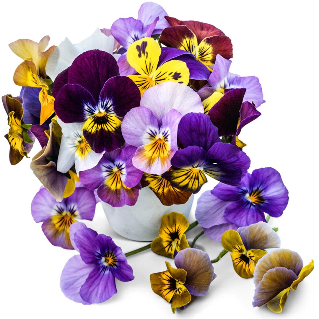 Chicas Bonitas / チカス・ボニータス Chicky Chicks Viola Pansy Seeds | Baker Creek Heirloom Seeds