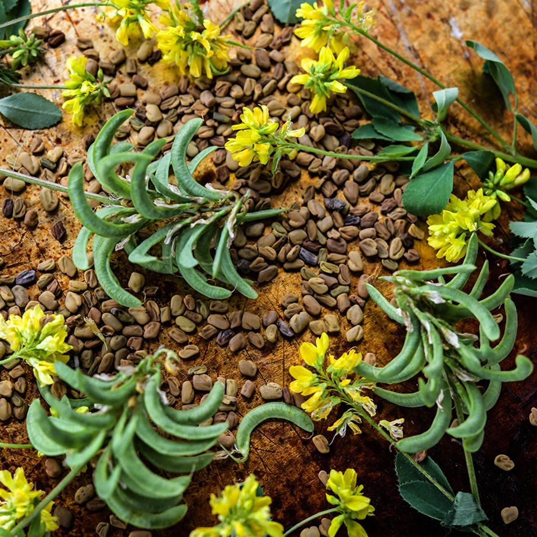 Fenugreek Herb Seeds | Baker Creek Seeds