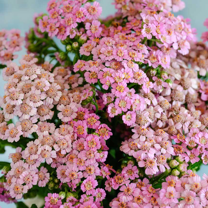 Love Parade Yarrow Seeds | Baker Creek Heirloom Seeds