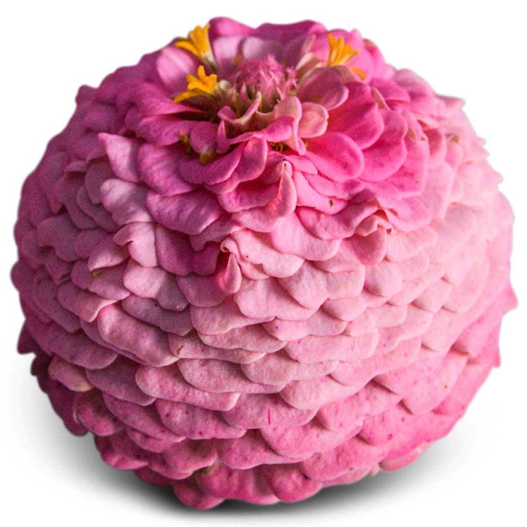 Oklahoma Pink Zinnia Seeds | Baker Creek Heirloom Seeds