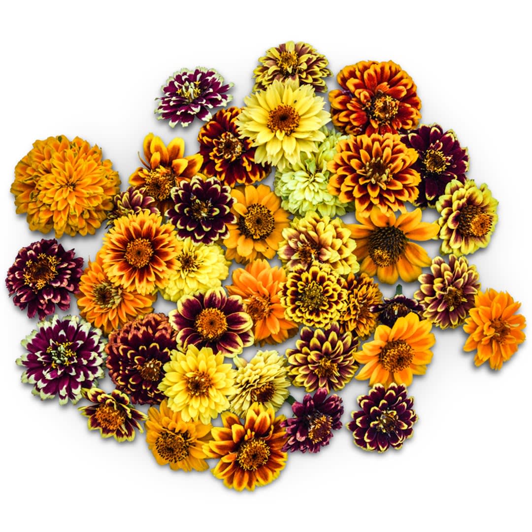 Paranoia seed type-w パラノイア　シードW Persian Carpet Zinnia Seeds | Baker Creek Heirloom Seeds