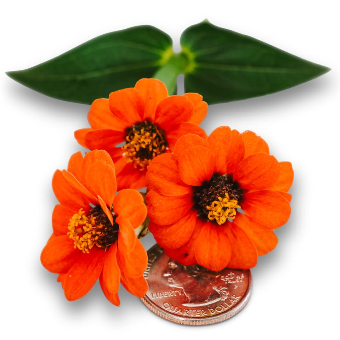 Peruviana Zinnia Seeds | Baker Creek Heirloom Seeds
