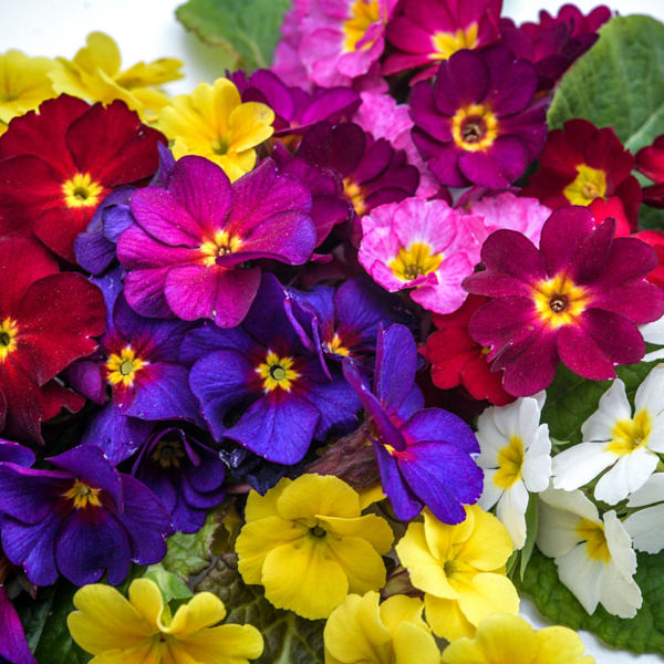 How to Grow Primrose | Baker Creek Heirloom Seeds