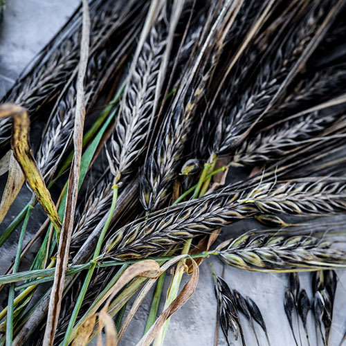 How To Grow Barley | Baker Creek Heirloom Seeds