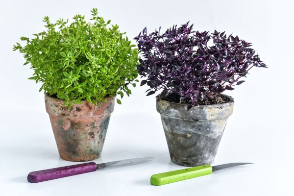 Greek Ball Basil (left) and Purple Ball Basil in clay pots with knives in foreground