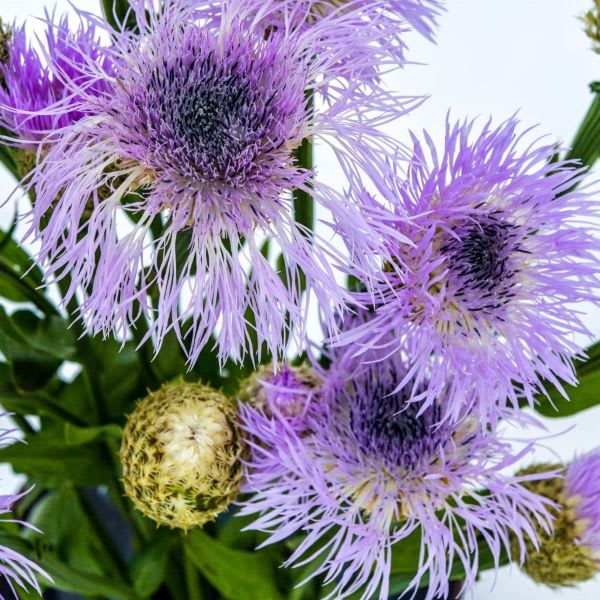 How to Grow Basketflower Seeds | Baker Creek Heirloom Seeds