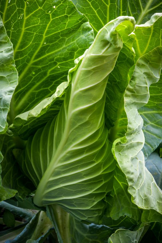 conical green heirloom cabbage variety Filderkraut