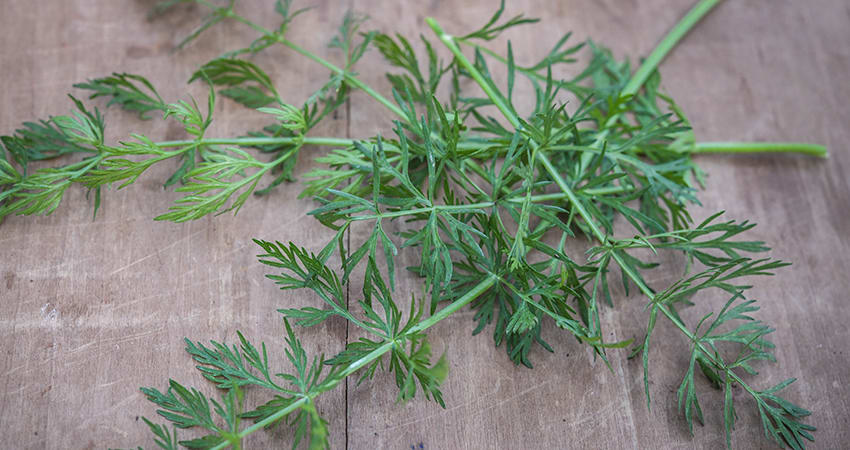 Caraway stems on wooden table top. 
