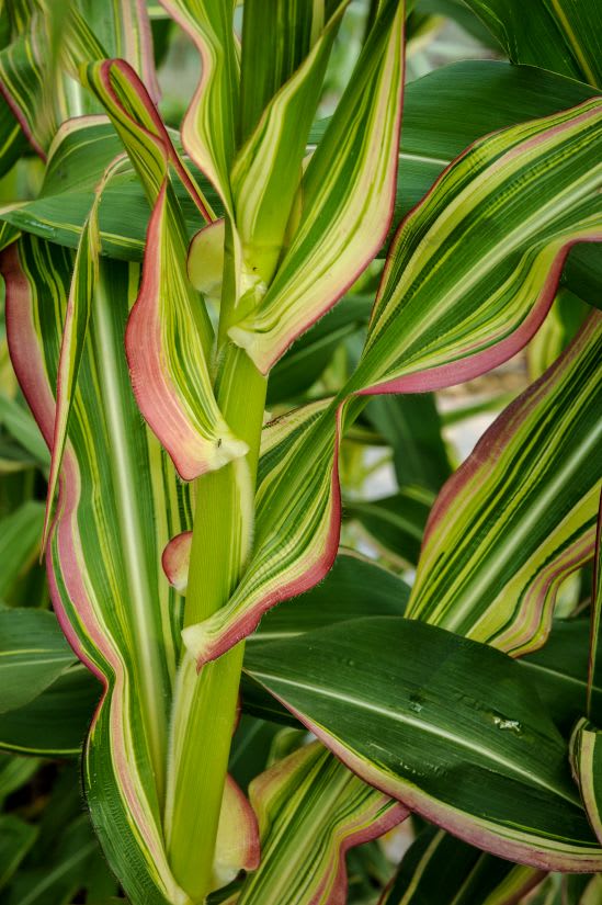 Variegated leaves of Striped Japonica corn in green, red, and yellow
