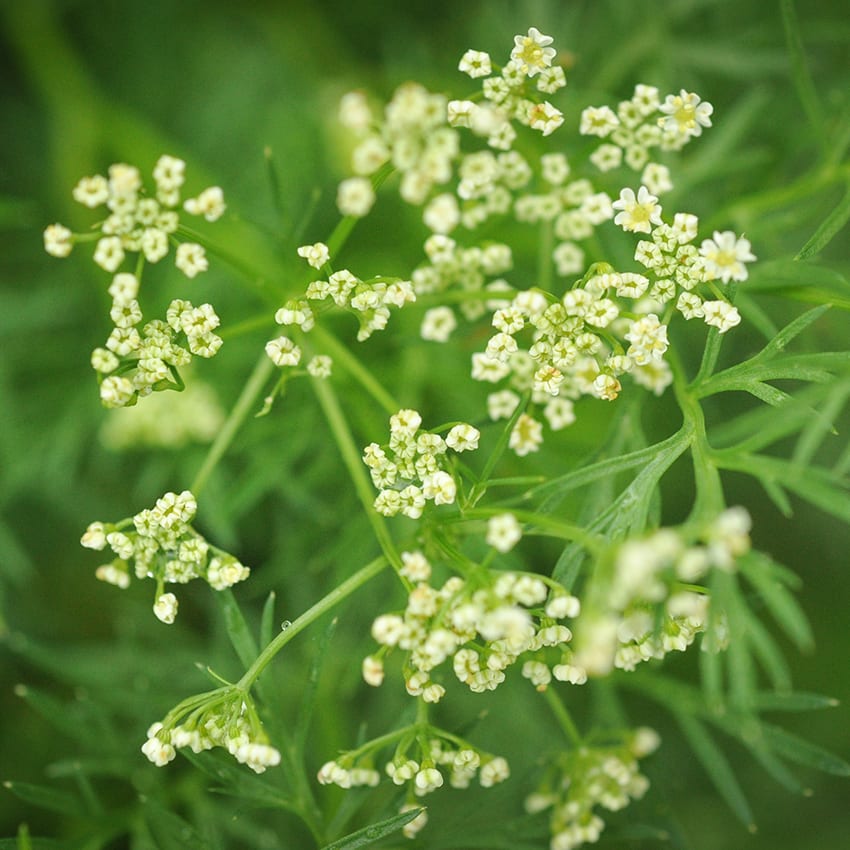 Close-up of Caraway in garden.
