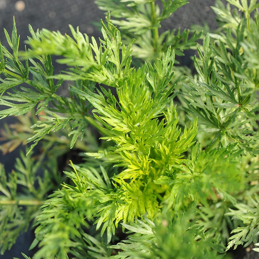Close-up Caraway leaves.