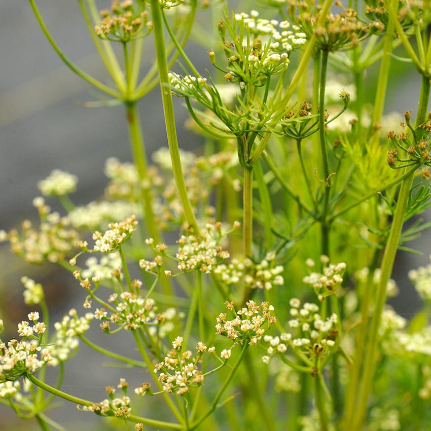 Caraway growing in garden.