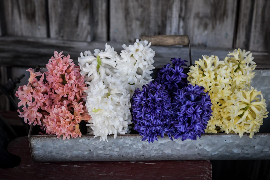 Hyacinth blooms in pink, white, blue and yellow