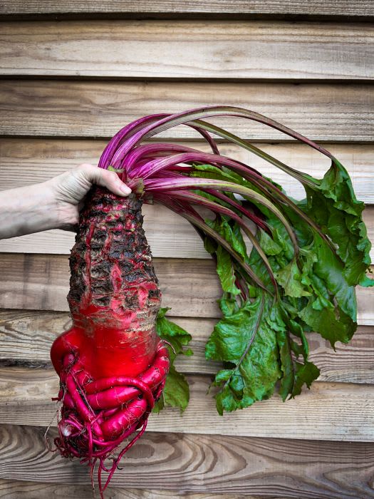 Woman holding a large red beet against a wooden background