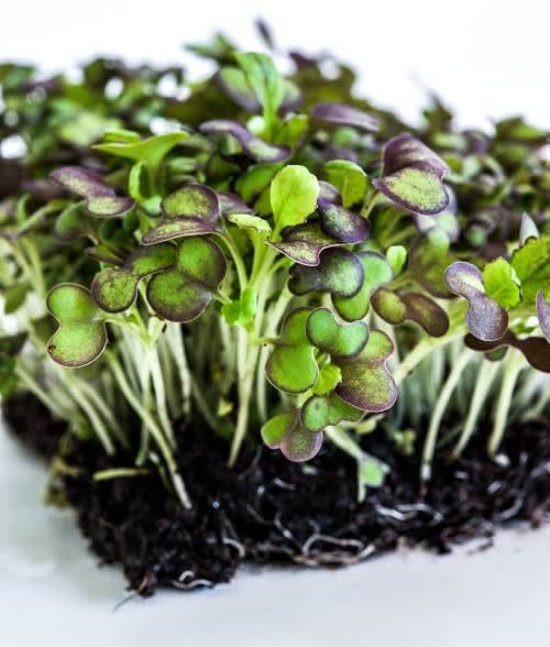 Close up of microgreens of Japanese Giant Red mustard on white background