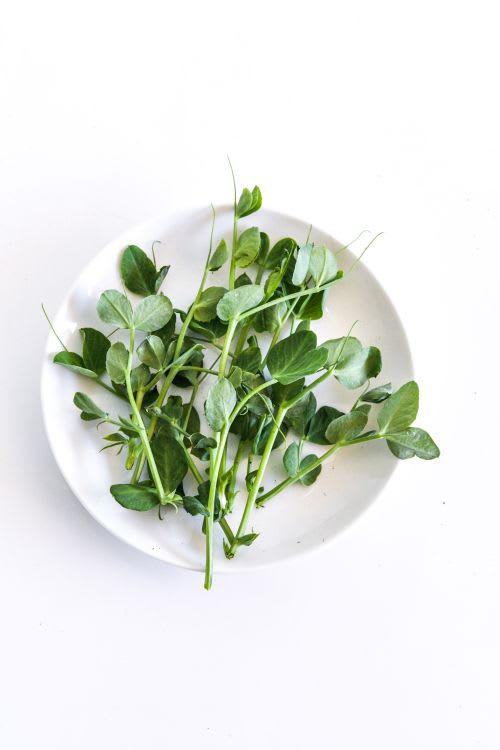 A plate of Sugar Snap pea microgreens on a white background