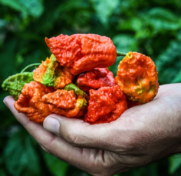 A man's hand holding a selection of variegated red, orange, yellow, and green superhot peppers called Apocalypse Scorpion