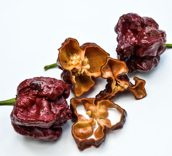 Wrinkled brown superhot pepper called Chocolate Seven Pot, whole and sliced, arranged on a white background