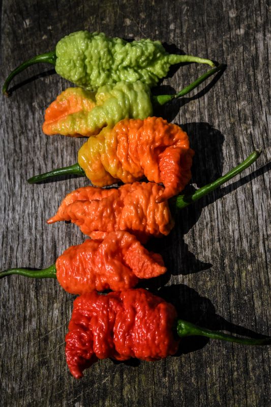 A variety of colors of Death Spiral peppers in colors of green, orange, red, and yellow on a rustic wood background