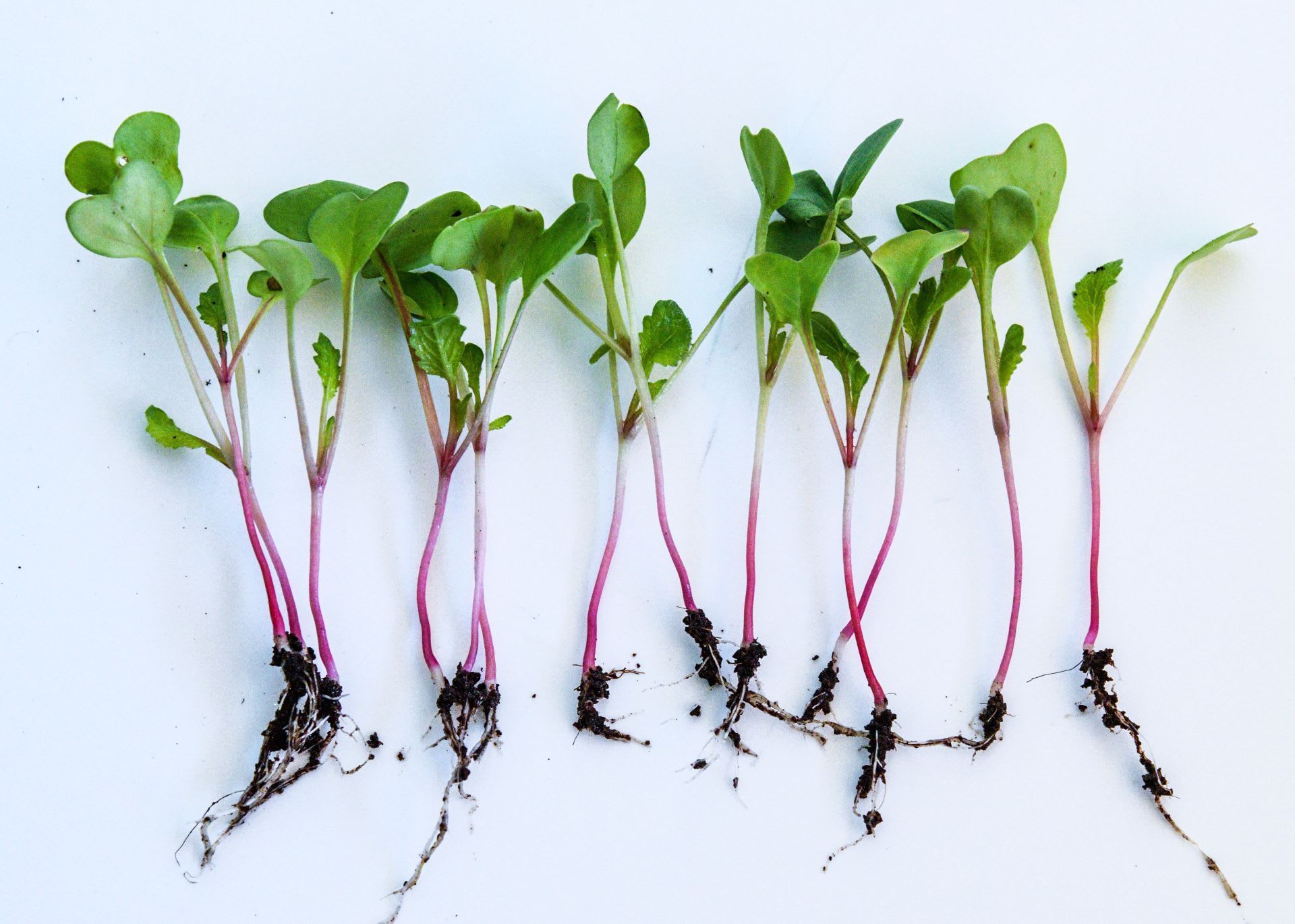 A line of single microgreen sprouts lined up on a white background