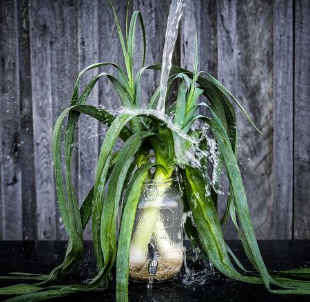 Two large leeks in a glass water dispenser being splashed with water