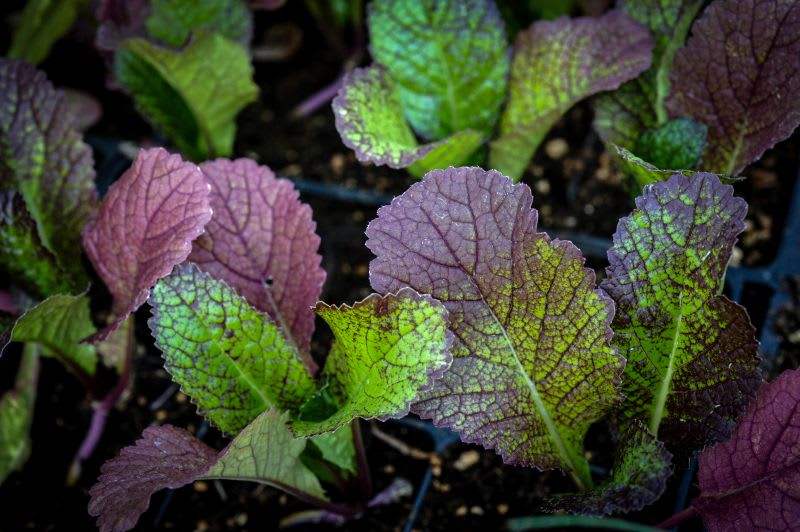 Close up of Japanese red mustard seedlings, small red and green leaves with red veining