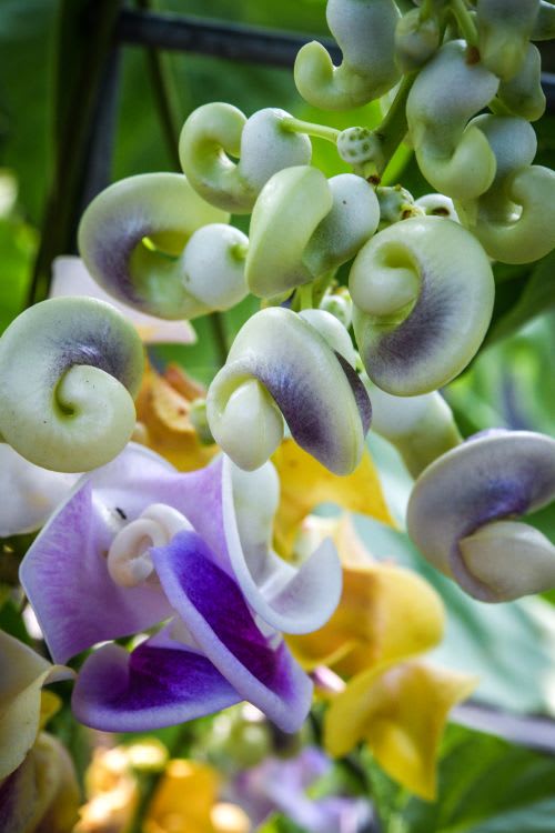 Twisted blooms of yellow, white, lavender and purple on a vine (snail flower)