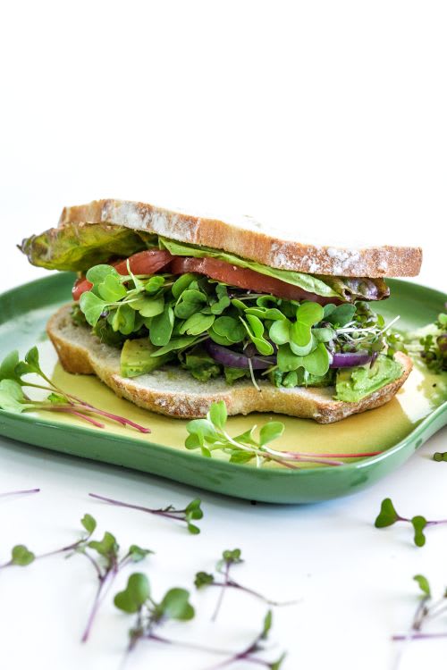 An avocado sandwich on sourdough bread with microgreens