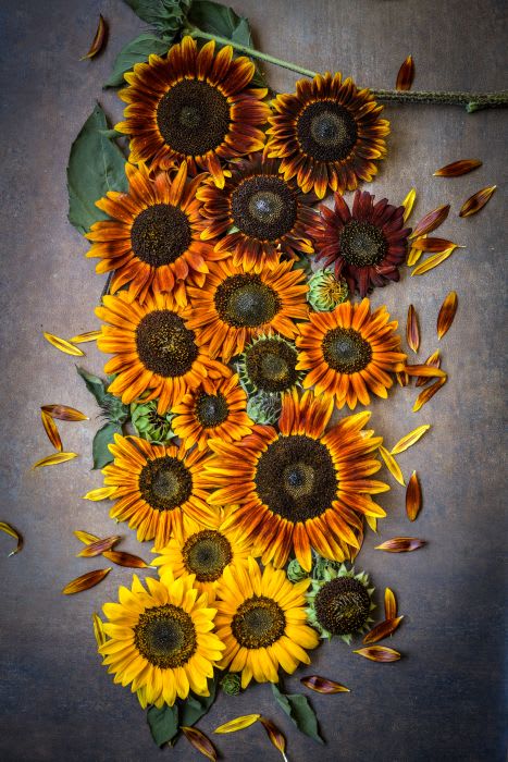 Yellow, orange, and red blooms of Autumn Beauty sunflower arranged on a gray background