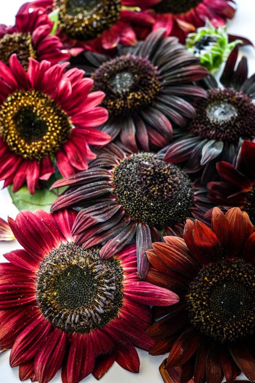Blooms of the red sunflower Chocolate Cherry arranged on a white background