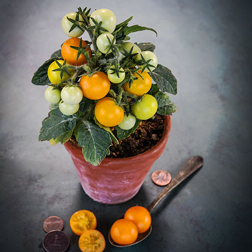 Orange hat tomatoes in small terracotta pot