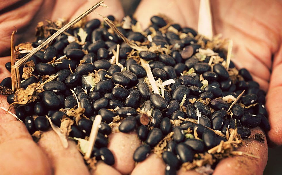 two hands hold a pile of freshly shucked black beans, with dried stems and pods mixed in