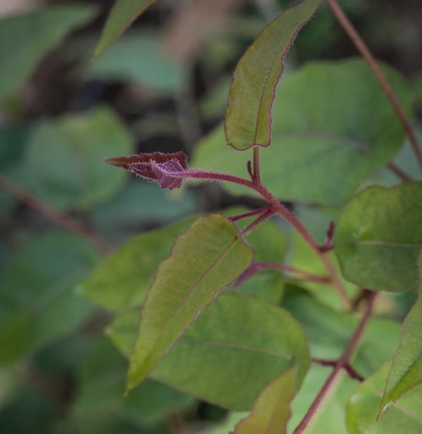 Close up of slightly hairy, dark red stem and bud among green leaves.