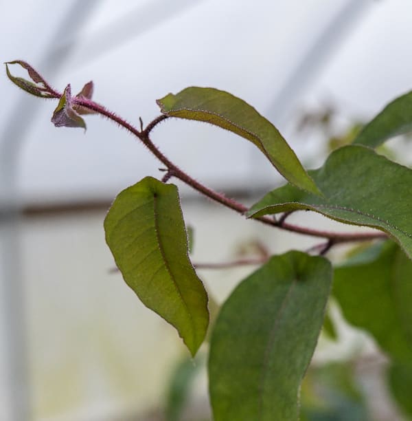 close up of slightly hairy dark red stem and bud with green leaves with a greenhouse wall behind it
