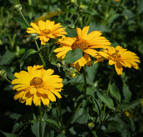 Four bright yellow doubled daisy-like blooms with darker yellow-orange centers and dark green leaves with scattered buds on stems; in full sunlit garden.